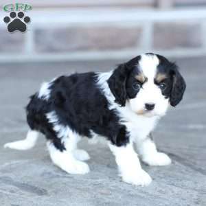 Addie, Cavapoo Puppy